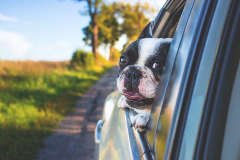 dog travel anxiety