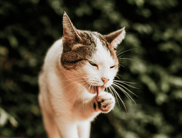 chat lechage patte stress changement environnement comportement solution naturelle lactium actif santé