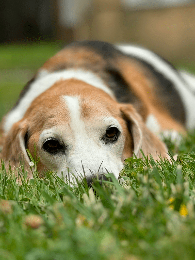 La dépression d’involution chez le chien âgé : de quoi s’agit-il et est-il possible d’y remédier ?